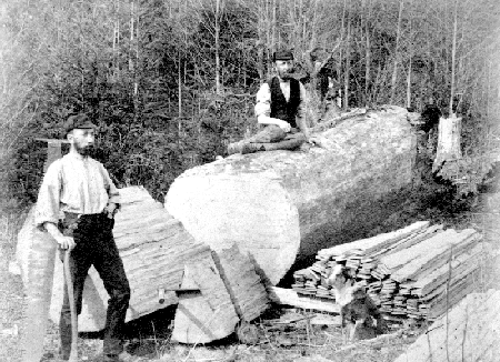 cross saw
